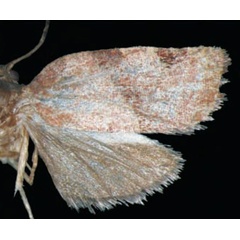 /filer/webapps/moths/media/images/P/palladinoi_Choristoneura_HT_Trematerra.jpg
