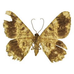 /filer/webapps/moths/media/images/O/ochsei_Afroracotis_PTF_ANHRTb.jpg