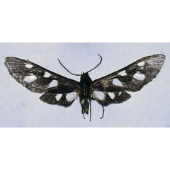 /filer/webapps/moths/media/images/C/cyaneotincta_Thyrogonia_HT_BMNH_01.jpg