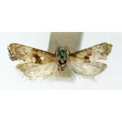 /filer/webapps/moths/media/images/M/misella_Eugnosta_A_ISEA.jpg