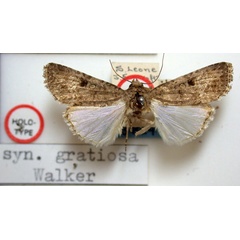 /filer/webapps/moths/media/images/G/gratiosa_Laphygma_HT_BMNH.jpg