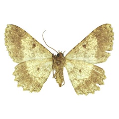 /filer/webapps/moths/media/images/D/deportata_Afroracotis_AF_BMNHb.jpg