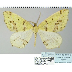 /filer/webapps/moths/media/images/R/rougeoti_Epigynopteryx_PTM_ZSMa.jpg