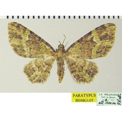 /filer/webapps/moths/media/images/A/androgyna_Chloroclystis_AF_ZSMa.jpg