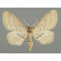 /filer/webapps/moths/media/images/T/trissosemia_Idaea_AF_TMSA.jpg