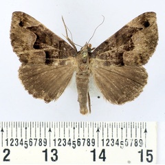 /filer/webapps/moths/media/images/D/diplocyma_Dysgonia_AM_BMNH.jpg
