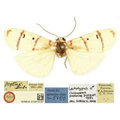 /filer/webapps/moths/media/images/P/pretoriae_Bizone_LT_BMNH.jpg