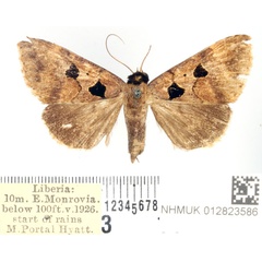 /filer/webapps/moths/media/images/G/glyphica_Anoba_AF_BMNH.jpg