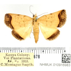 /filer/webapps/moths/media/images/H/horus_Bocula_AF_BMNH.jpg