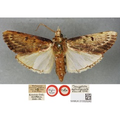 /filer/webapps/moths/media/images/S/submarginata_Taeniaphora_HT_BMNH.jpg