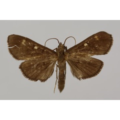 /filer/webapps/moths/media/images/M/microstictalis_Syllepte_HT_BMNH.jpg