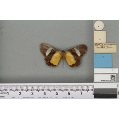 /filer/webapps/moths/media/images/M/micropales_Rothia_HT_BMNHb.jpg