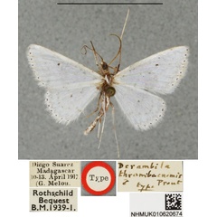 /filer/webapps/moths/media/images/T/thrombocnemis_Derambila_ST_BMNH.jpg