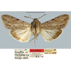 /filer/webapps/moths/media/images/M/malagassa_Cucullia_HT_MNHN.jpg