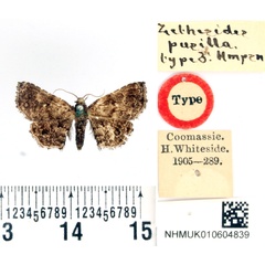 /filer/webapps/moths/media/images/P/pusilla_Zethesides_HT_BMNH.jpg