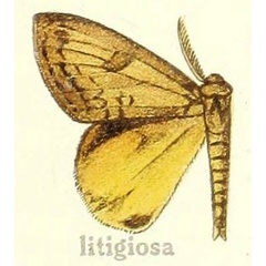 /filer/webapps/moths/media/images/L/litigiosa_Dasychira_HT_Hering_24i.jpg