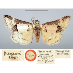 /filer/webapps/moths/media/images/P/pienaari_Megalodes_LT_BMNH.jpg