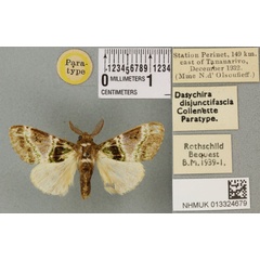 /filer/webapps/moths/media/images/D/disjunctifascia_Dasychira_PTM_BMNHa.jpg