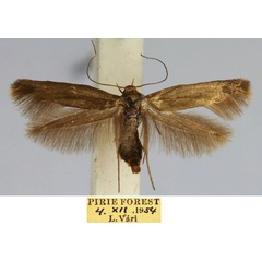 /filer/webapps/moths/media/images/P/piriensis_Scythris_HT_TMSA_QBGheSh.jpg