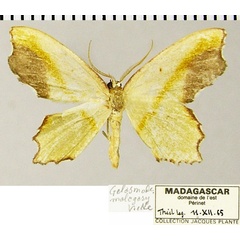 /filer/webapps/moths/media/images/M/malagasy_Gelasmodes_AM_ZSMa.jpg