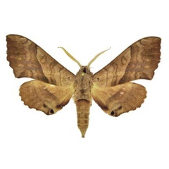 /filer/webapps/moths/media/images/N/numosae_Rufoclanis_AM_ANHRT.jpg