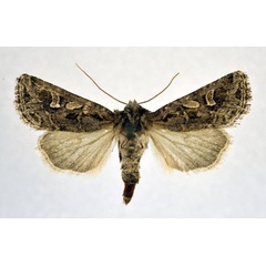 /filer/webapps/moths/media/images/P/proximoides_Haderonia_A_NHMO.jpg