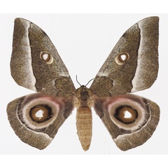 /filer/webapps/moths/media/images/Z/zambesina_Gonimbrasia_AF_Basquin.jpg
