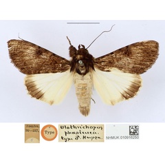 /filer/webapps/moths/media/images/P/phaeoleuca_Ulotrichopus_HT_NHMUK.jpg