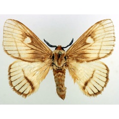 /filer/webapps/moths/media/images/M/marina_Strigivenifera_AM_Basquin_02.jpg