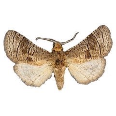 /filer/webapps/moths/media/images/B/buchanani_Afroarabiella_HT_BMNH.jpg