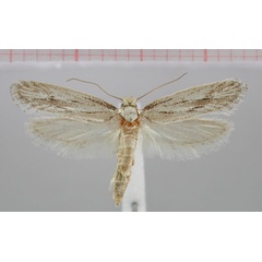 /filer/webapps/moths/media/images/S/saccusella_Scalmatica_HT_NMNW.jpg