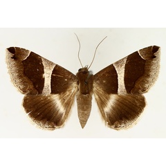 /filer/webapps/moths/media/images/T/torrida_Dysgonia_AF_TMSA_02.jpg