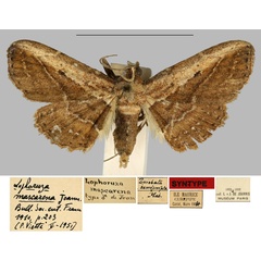/filer/webapps/moths/media/images/M/mascarena_Lophoruza_ST_MNHN.jpg