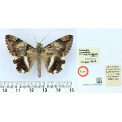 /filer/webapps/moths/media/images/N/nigrosuffusa_Achaea_HT_BMNH.jpg