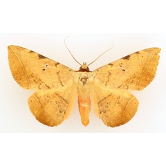 /filer/webapps/moths/media/images/C/capensis_Hypopyra_AM_TMSA_02.jpg