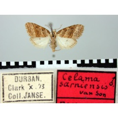 /filer/webapps/moths/media/images/S/sarniensis_Celama_PTM_TMSA.jpg