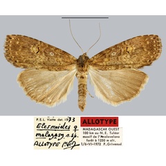 /filer/webapps/moths/media/images/M/malagasy_Elesmoides_AT_MNHN.jpg