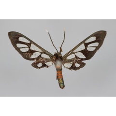 /filer/webapps/moths/media/images/C/cerberana_Amata_HT_BMNH.jpg