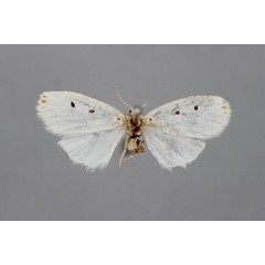 /filer/webapps/moths/media/images/T/trigutta_Cyana_A_BMNH.jpg