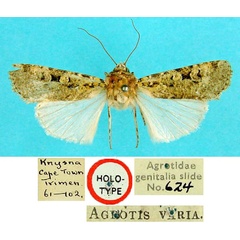/filer/webapps/moths/media/images/V/varia_Agrotis_HT_BMNH.jpg