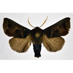 /filer/webapps/moths/media/images/M/marmarobrunnea_Astathophlebia_AM_NHMO.jpg