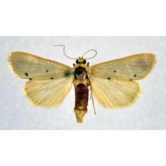 /filer/webapps/moths/media/images/Q/quadripuncta_Mimasura_A_NHMO.jpg
