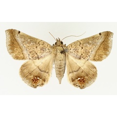 /filer/webapps/moths/media/images/P/palumbiodes_Macaldenia_AF_TMSA_01.jpg