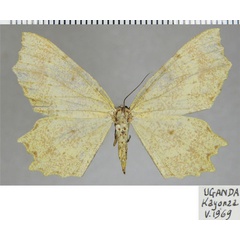 /filer/webapps/moths/media/images/U/ugandensis_Narthecusa_AF_ZSM.jpg