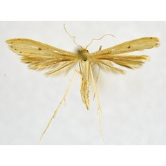 /filer/webapps/moths/media/images/O/orchatias_Picardia_A_NHMO_02.jpg