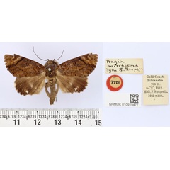 /filer/webapps/moths/media/images/M/microsema_Nagia_HT_BMNH.jpg