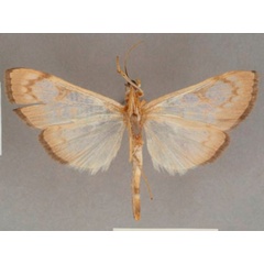 /filer/webapps/moths/media/images/R/rufilinealis_Chalcidoptera_ST_OUMNHb.01.jpg