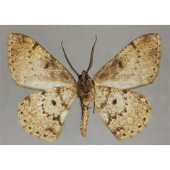 /filer/webapps/moths/media/images/C/camerunensis_Tephrina_HT_ZSMb.jpg