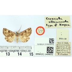/filer/webapps/moths/media/images/A/albimacula_Cerocala_HT_BMNH.jpg