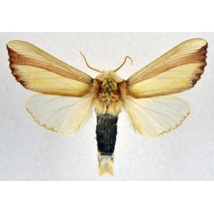 /filer/webapps/moths/media/images/O/ornata_Rigema_AM_NHMO.jpg